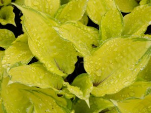 Funkia (Hosta) Paradise Islands zdjęcie 3