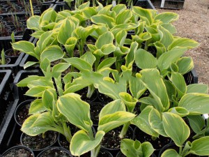 Funkia (Hosta) Clifford's Forest Fire zdjęcie 1