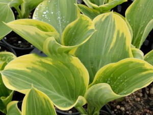 Funkia (Hosta) Clifford's Forest Fire zdjęcie 3