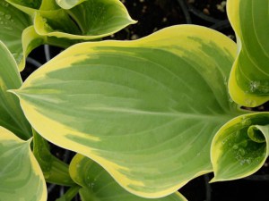 Funkia (Hosta) Clifford's Forest Fire zdjęcie 4