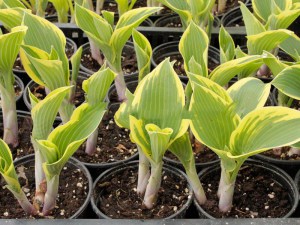 Funkia (Hosta) Valley's Glacier zdjęcie 2