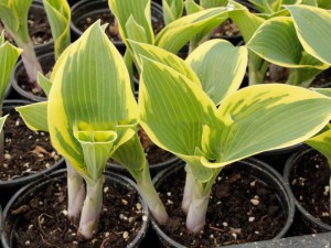 Funkia (Hosta) Valley's Glacier zdjęcie 1