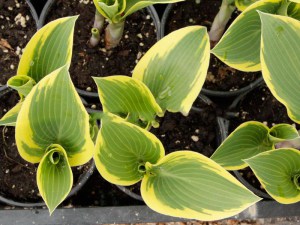 Funkia (Hosta) Valley's Glacier zdjęcie 3