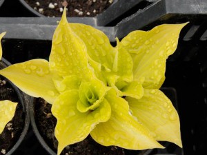 Funkia (Hosta) Fire Island zdjęcie 2