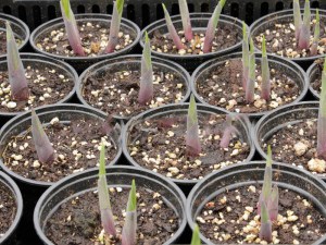 Funkia (Hosta) Alex Summers zdjęcie 4