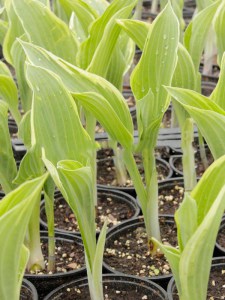Funkia (Hosta) Alex Summers zdjęcie 3