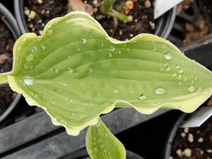 Funkia (Hosta) Spring Fling zdjęcie 2