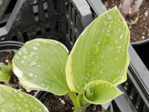 Funkia (Hosta) Lakeside Premier zdjęcie 1