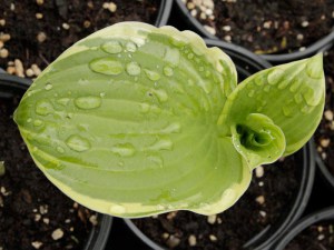 Funkia (Hosta) Lakeside Premier zdjęcie 2
