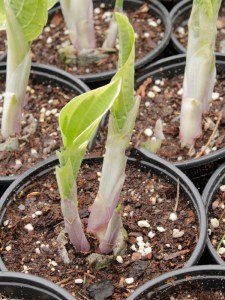 Funkia (Hosta) Lakeside Premier zdjęcie 3