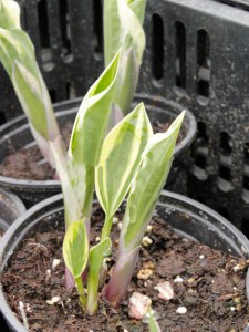 Funkia ( Hosta) Independence zdjęcie 3