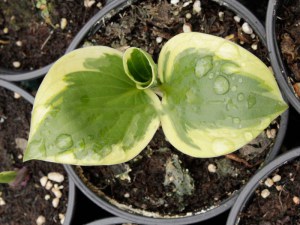 Funkia ( Hosta) Independence zdjęcie 4