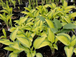 Funkia (Hosta) June zdjęcie 8