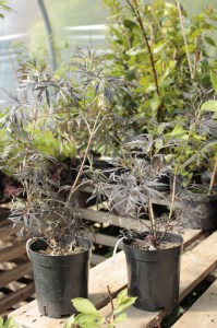 Bez czarny (Sambucus nigra) Black Lace c2 zdjęcie sadzonki