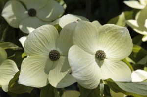 Dereń kousa (Cornus kousa) Schmetterling c4 zdjęcie 2
