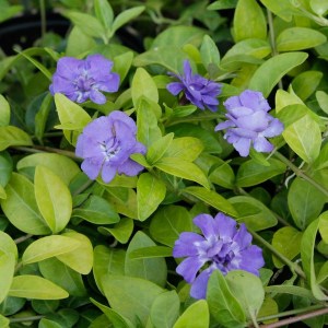 Barwinek mniejszy (Vinca minor) Panta zdjęcie 3