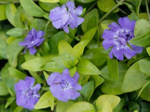 Barwinek (Vinca minor) Panta zdjęcie 2