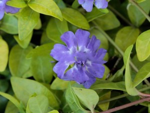 Barwinek mniejszy (Vinca minor) Panta zdjęcie 4