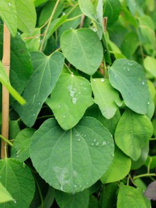 Grujecznik japoński (Cercidyphyllum jap.) Pendulum zdjęcie 5