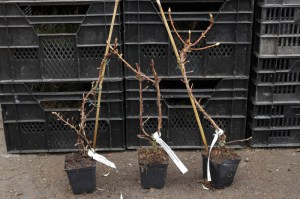 Hortensja pnąca (Hydrangea petiolaris) zdjęcie sadzonki