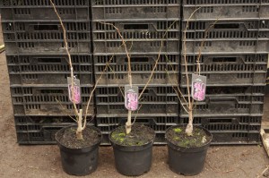 Judaszowiec chiński (Cercis chinensis) Avondale c4 zdjęcie sadzonki