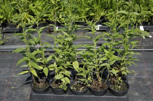 Przetacznik kłosowy (Veronica spicata) Christa zdjęcie sadzonki