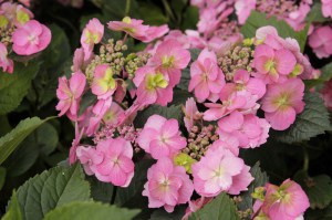 Hortensja ogrodowa (Hydrangea) Cotton Candy c4 zdjęcie 2