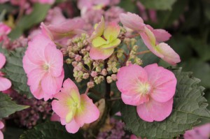 Hortensja ogrodowa (Hydrangea) Cotton Candy c4 zdjęcie 3