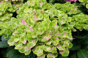 Hortensja ogrodowa (Hydrangea macrophylla) Amethyst c3 zdjęcie 3