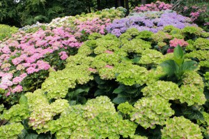 Hortensja ogrodowa (Hydrangea macrophylla) Amethyst c3 zdjęcie 8