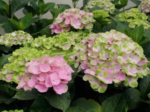 Hortensja ogrodowa (Hydrangea macrophylla) Amethyst c3 zdjęcie 2