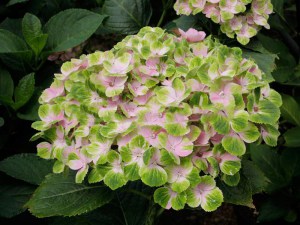 Hortensja ogrodowa (Hydrangea macrophylla) Amethyst c3 zdjęcie 4