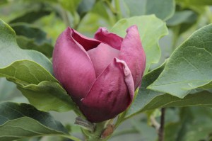 Magnolia Genie c3 zdjęcie 5