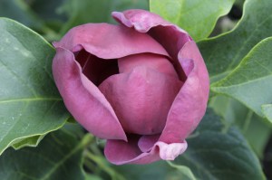 Magnolia Genie c3 zdjęcie 6