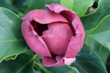 Magnolia Genie - powtarza kwitnienie c4 zdjęcie 6