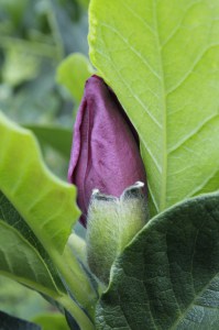 Magnolia Genie c3 zdjęcie 9