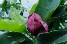 Magnolia Genie - powtarza kwitnienie c4 zdjęcie 7