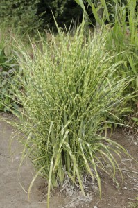 Miskant chiński (Miscanthus chinensis) Gold Bar zdjęcie 2