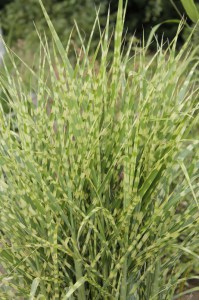 Miskant chiński (Miscanthus chinensis) Gold Bar zdjęcie 3