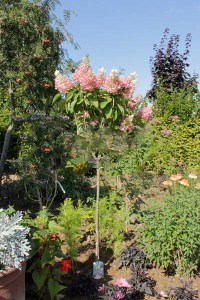 Hortensja Pinky Winky na pniu Hydrangea c5 zdjęcie 2