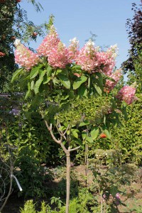 Hortensja Pinky Winky na pniu Hydrangea c5 zdjęcie 3