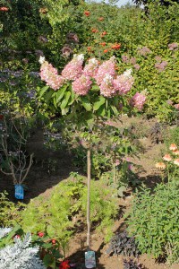 Hortensja Pinky Winky na pniu Hydrangea c5 zdjęcie 4