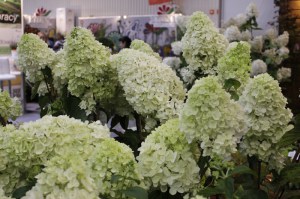 Hortensja bukietowa (Hydrangea) Moonlight na pniu c3 zdjęcie 2