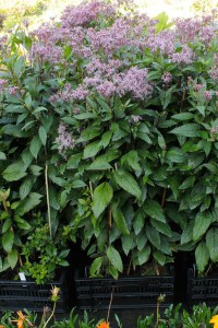 Sadziec dęty (Eupatorium) Baby Joe 2