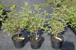 Krzewuszka (Weigela) Variegata c3 zdjęcie sadzonki