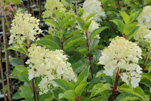 Hortensja bukietowa Silver Dollar Hydrangea c1,5 zdjęcie 5