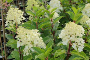 Hortensja bukietowa (Hydrangea paniculata) Silver Dollar c3 zdjęcie 4