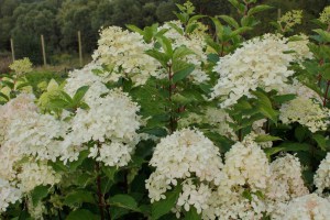 Hortensja bukietowa (Hydrangea paniculata) Phantom c3 zdjęcie 4