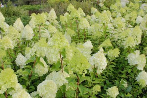 Hortensja bukietowa Moonlight Hydrangea c3 zdjęcie 7