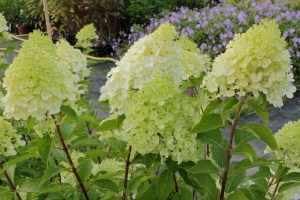 Hortensja bukietowa Moonlight Hydrangea c3 zdjęcie 4